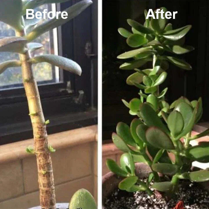 2+1 Free | Faster Plant Recovery - Image 11