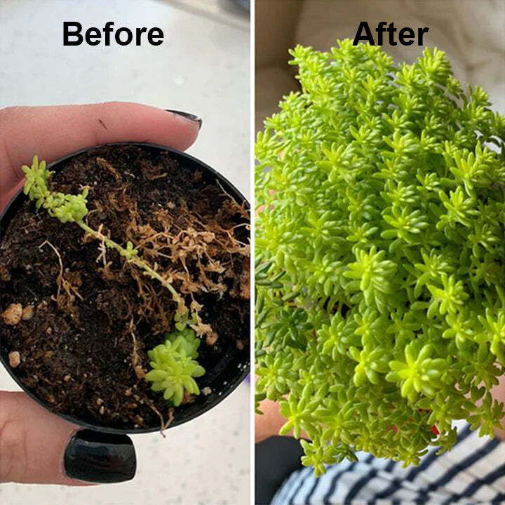 2+1 Free | Faster Plant Recovery - Image 12